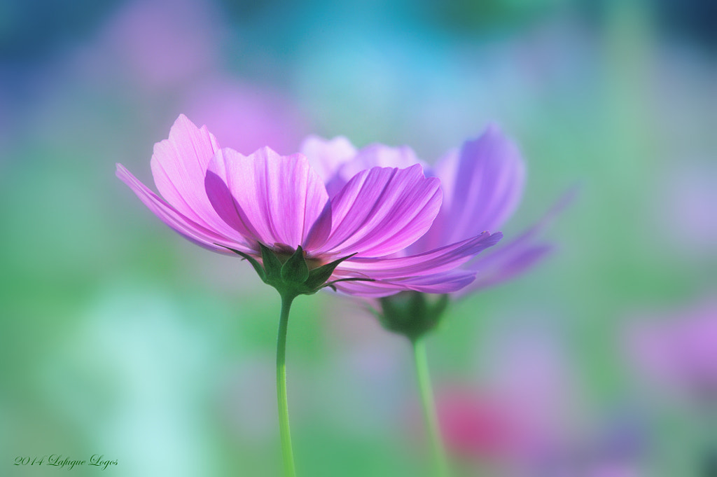 Greetings for You by Lafugue Logos on 500px.com