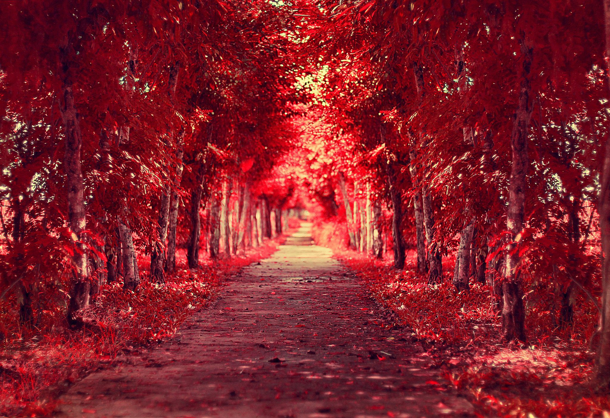 Red Winter