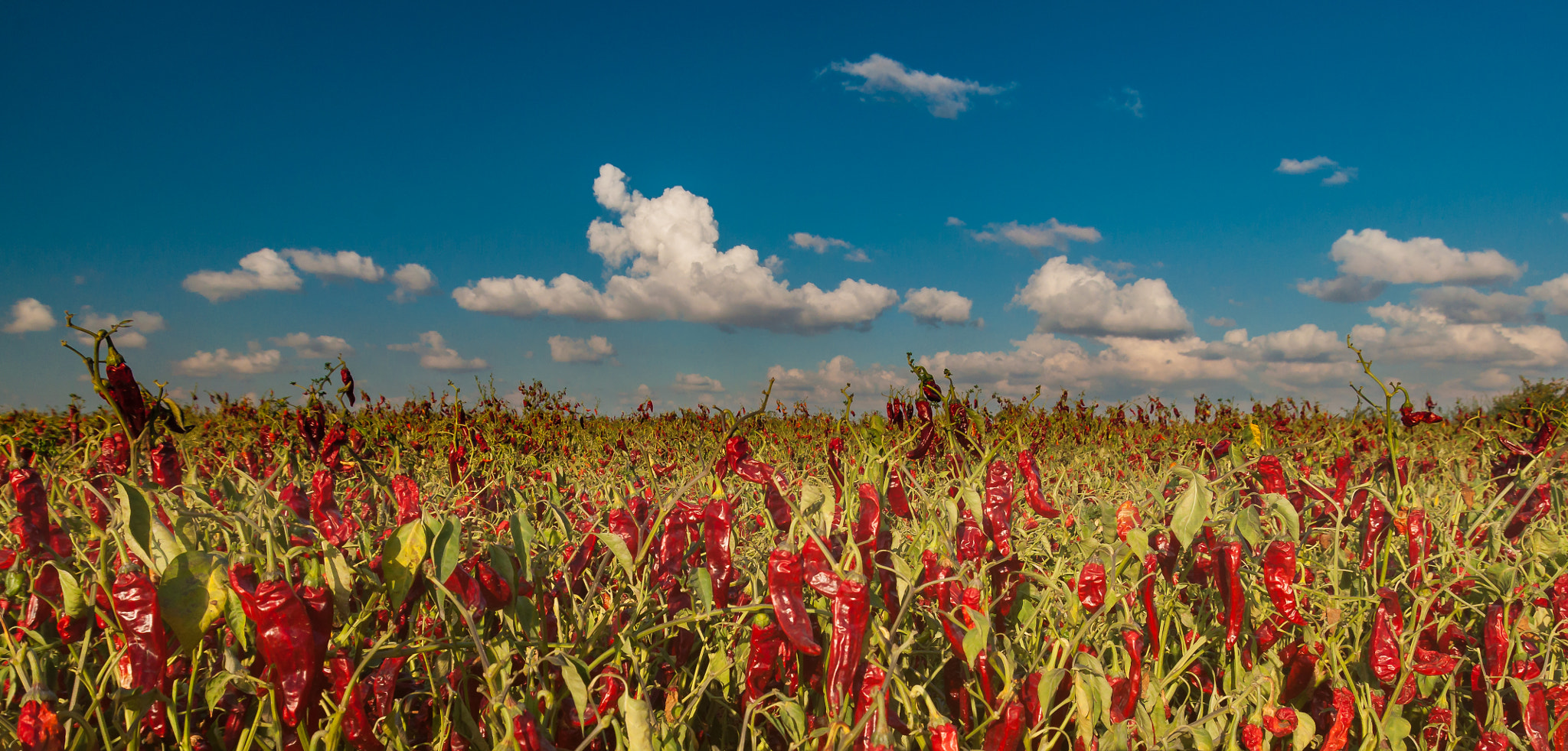 Chili Pepper Clouds