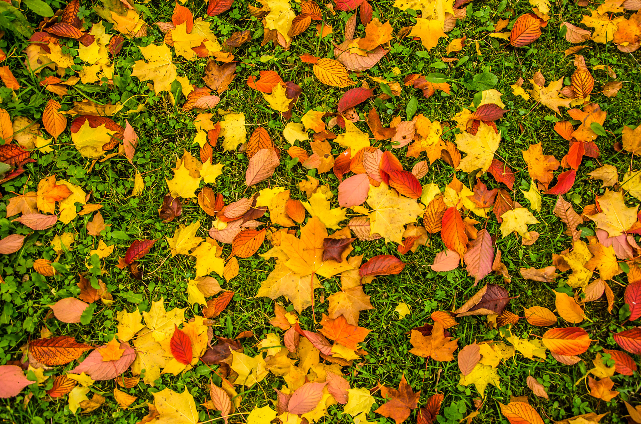 Golden leaves