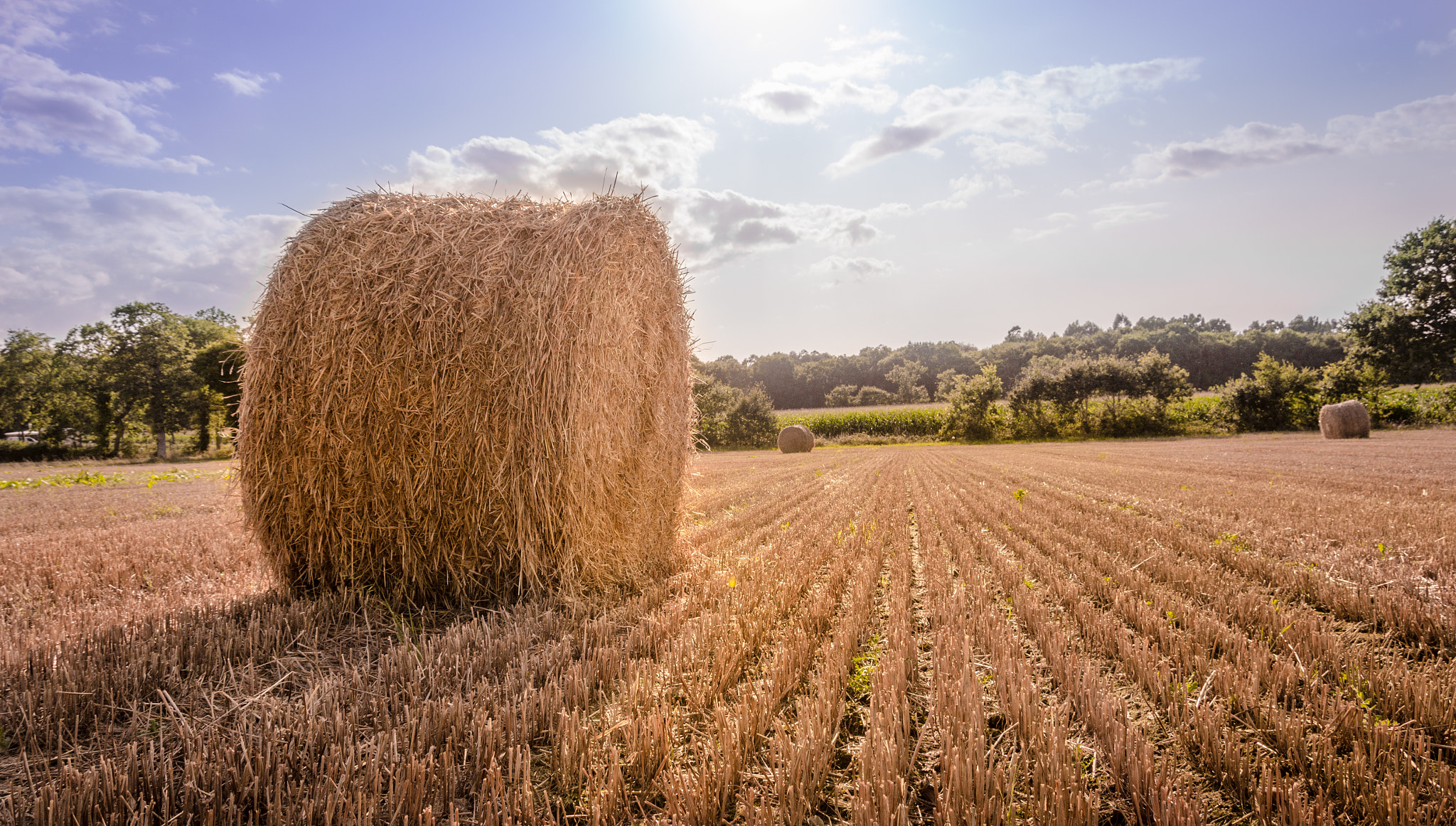 straw in field