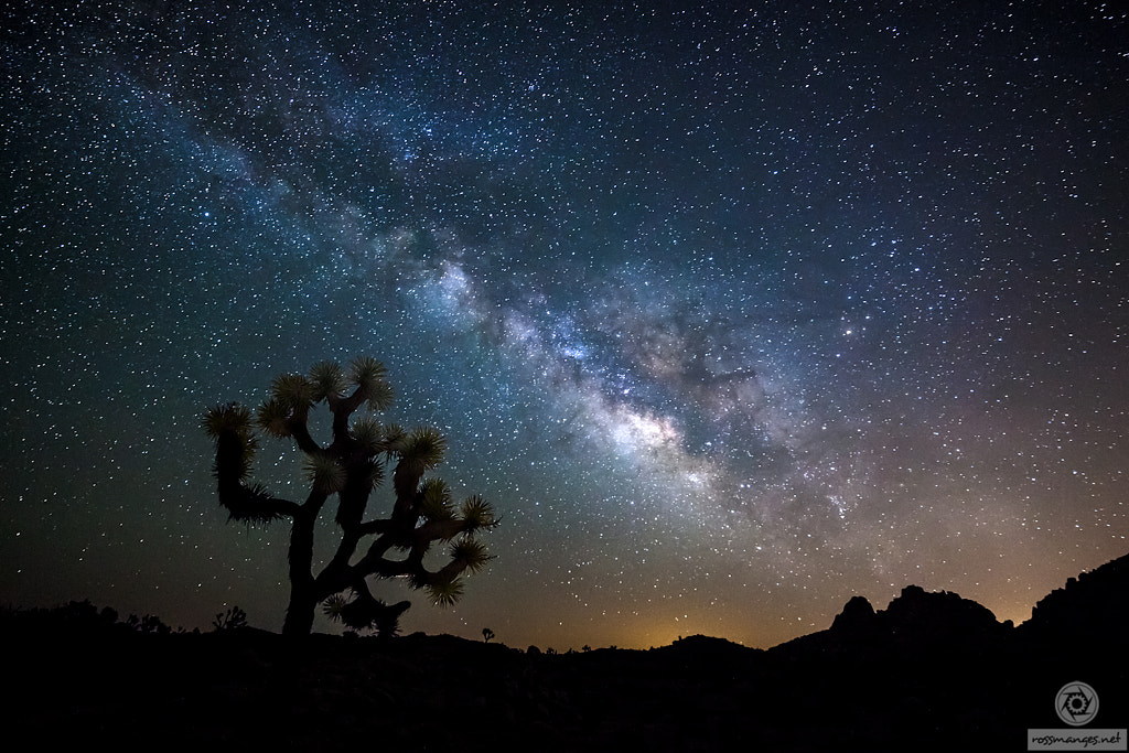 Reaching for the stars by Ross Manges on 500px.com