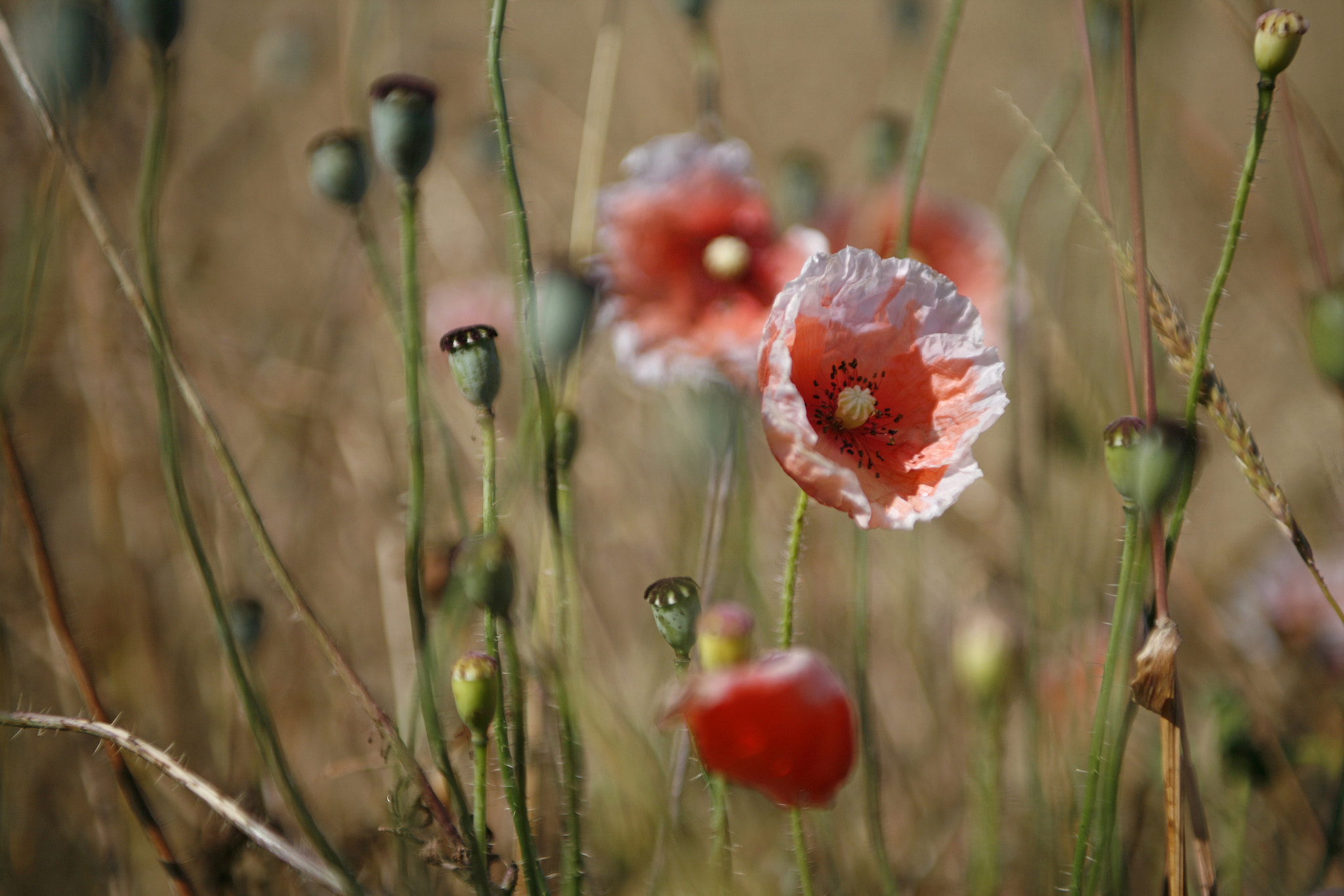 Harvest Poppies!