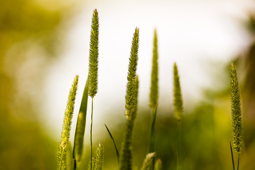 Green, green grass of home by Páll Guðjónsson on 500px