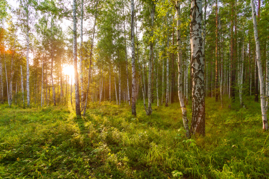 Summer forest at sunset by Anton Onuchin on 500px.com