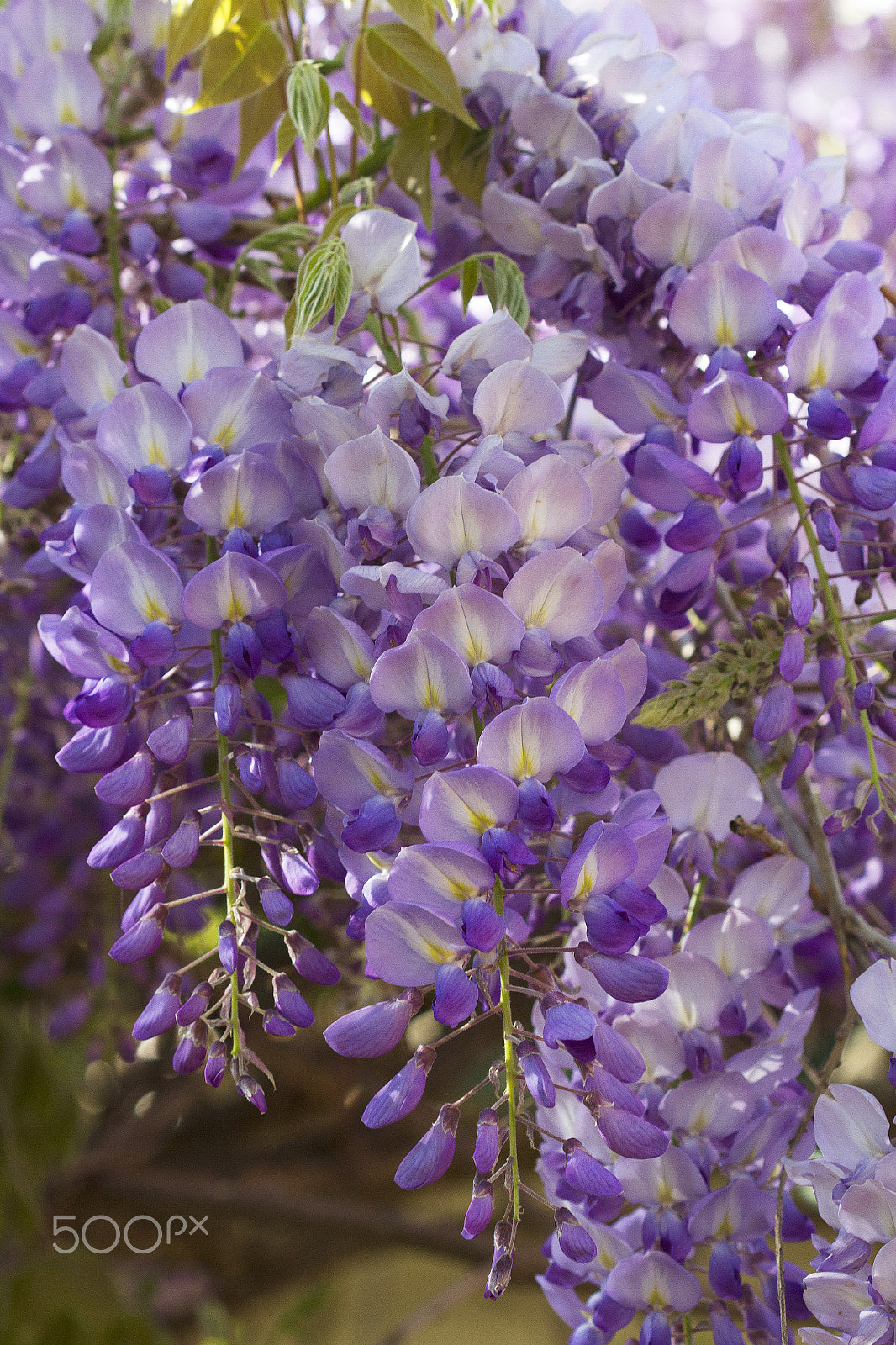 Canon EOS 7D + Canon EF 100mm F2.8 Macro USM sample photo. Wisteria flowers photography