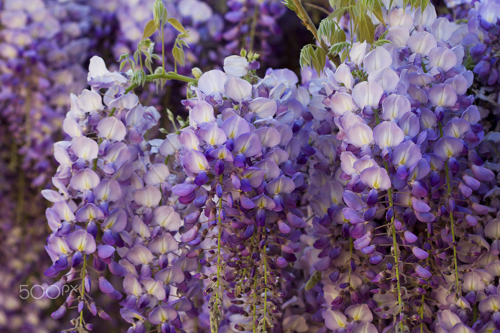 Canon EOS 7D + Canon EF 100mm F2.8 Macro USM sample photo. Wisteria flowers photography