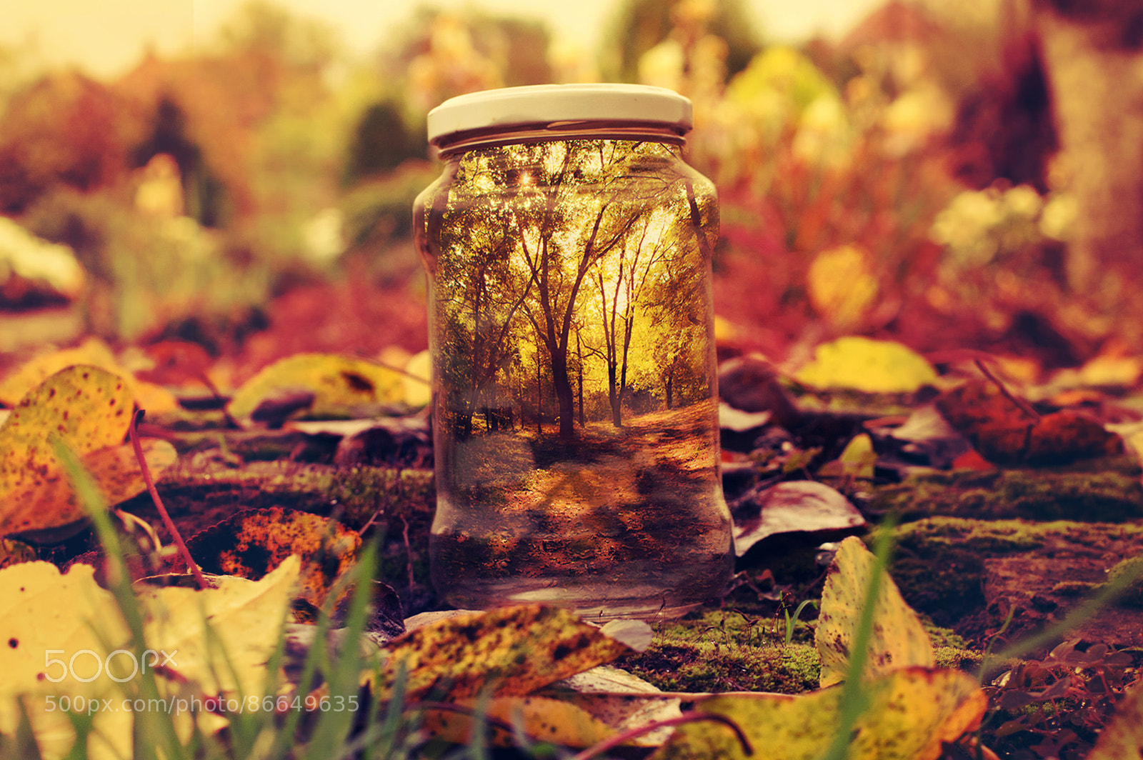 Nikon D3200 sample photo. Autumn photography