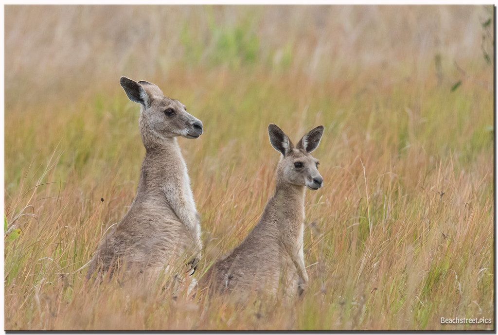 Grey Kangaroos facts Cute Animal Facts That Will Blow Your Mind by Corey Hamilton on 500px.com