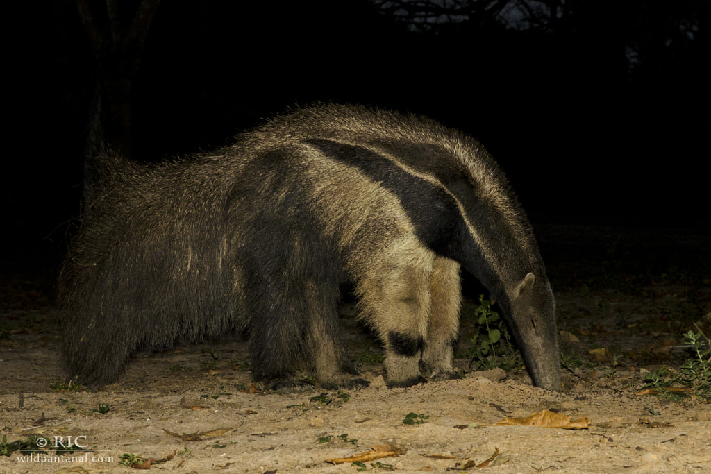 Cute Animal Facts That Will Blow Your Mind Giant Anteater facts about the giant anteaters habitat
