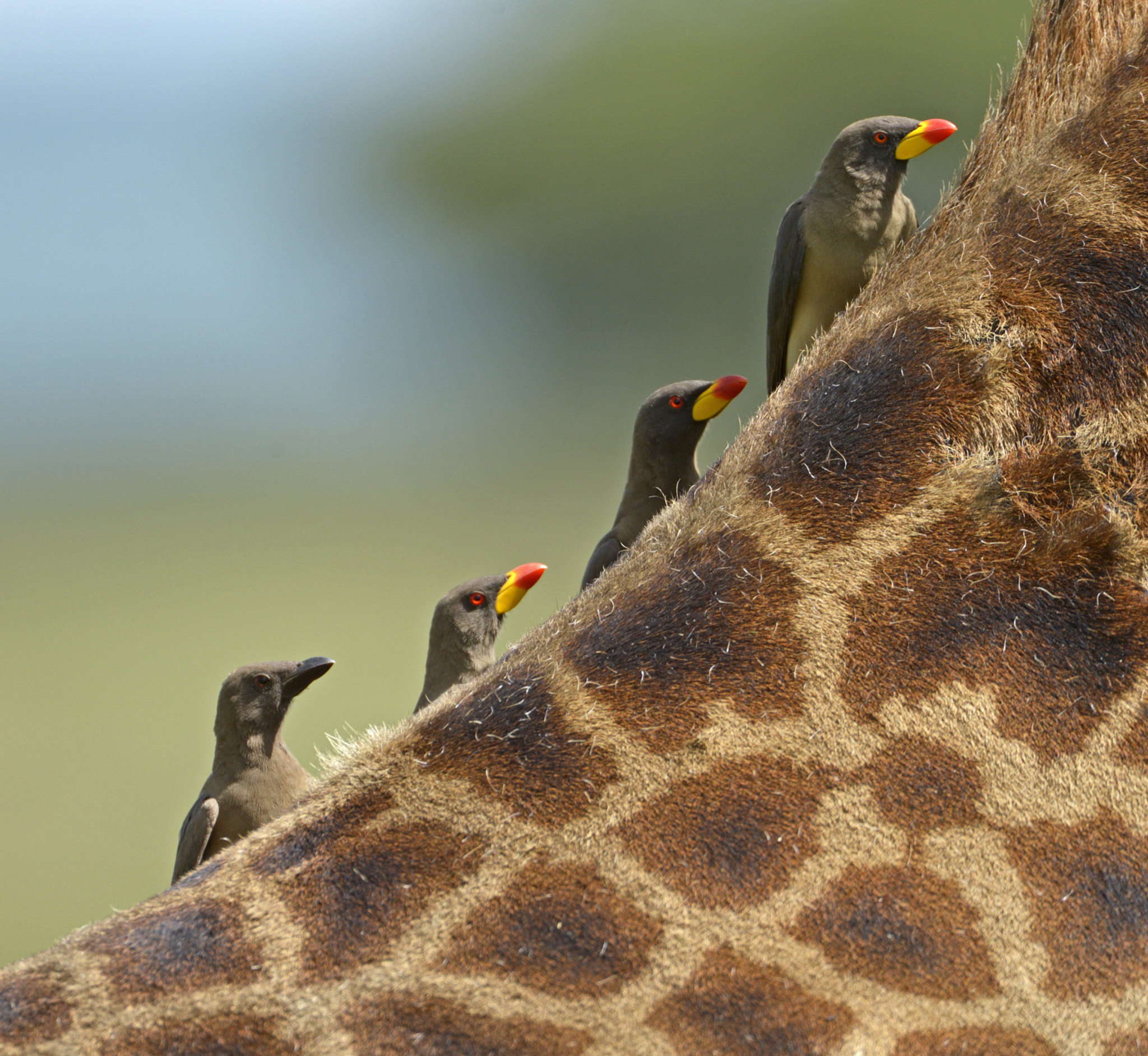 Yellow Billed Oxpeckers on the Back of a Giraffe