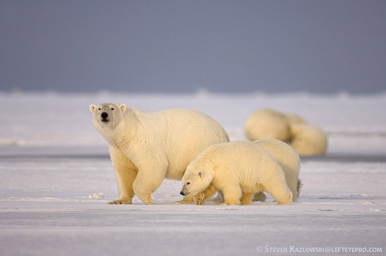 Polar Bear Family by Steve Kazlowski LeftEyePro / 500px