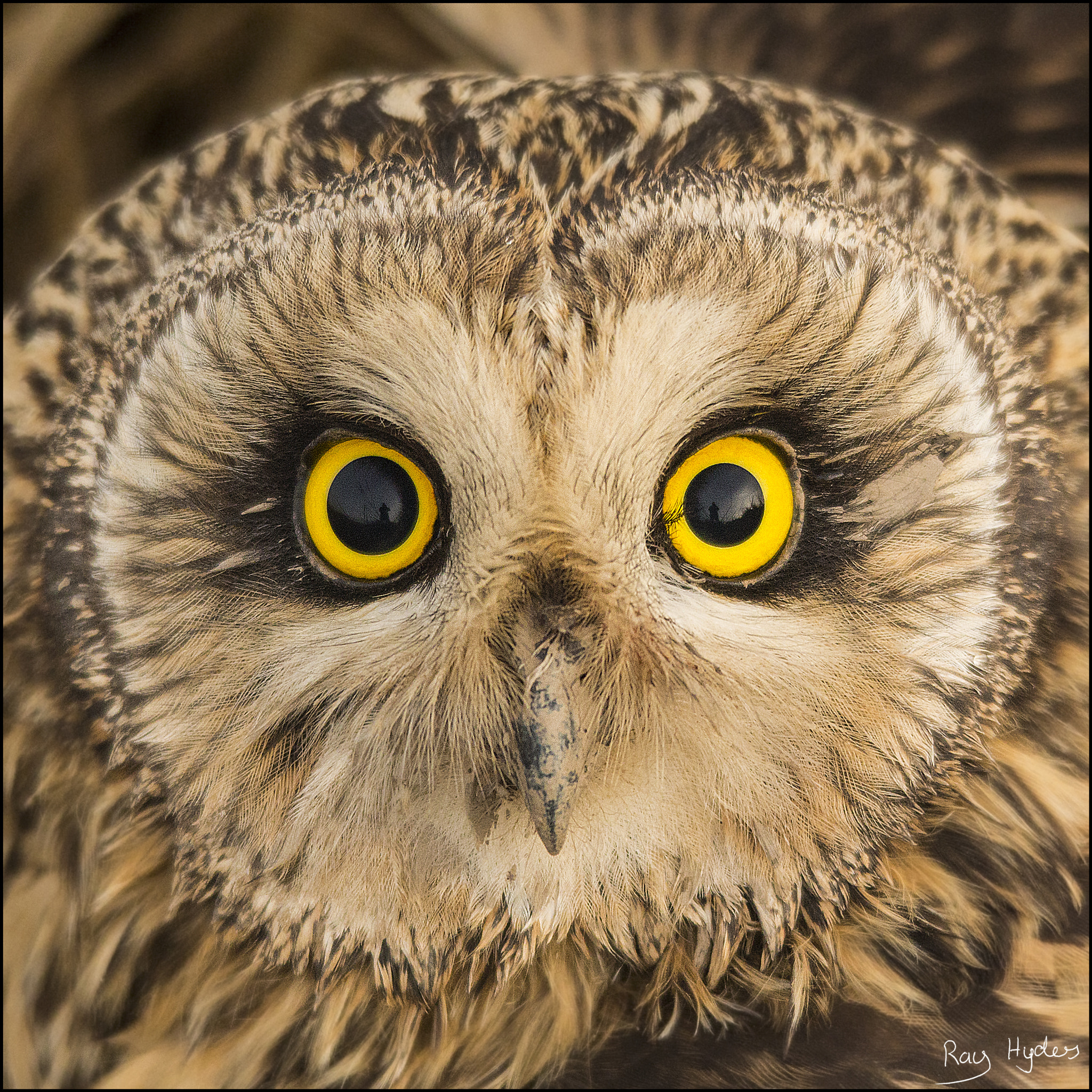 Short Eared Owl face