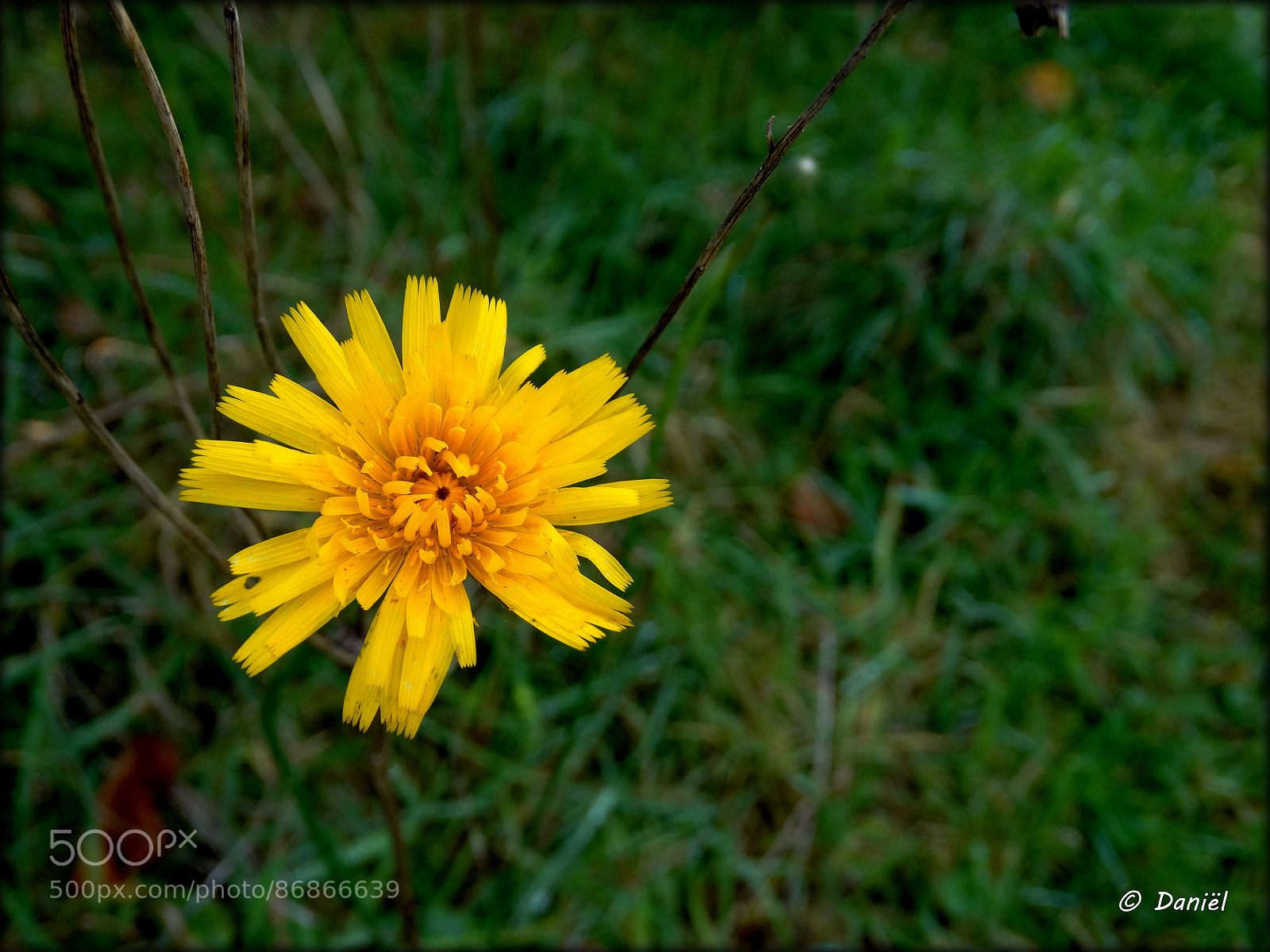 Sony Cyber-shot DSC-HX300 sample photo. Yellow in green ... .. . photography