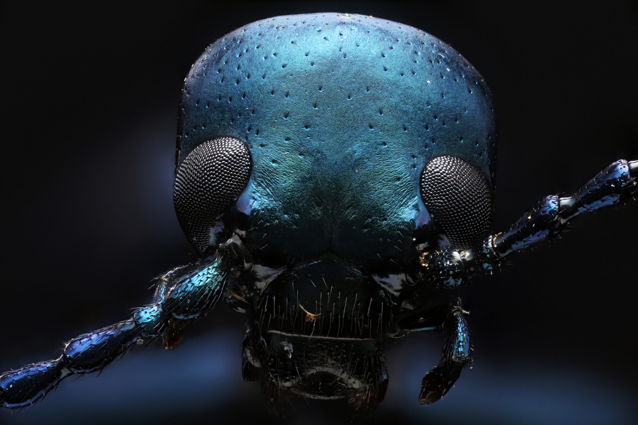 Oil Beetle