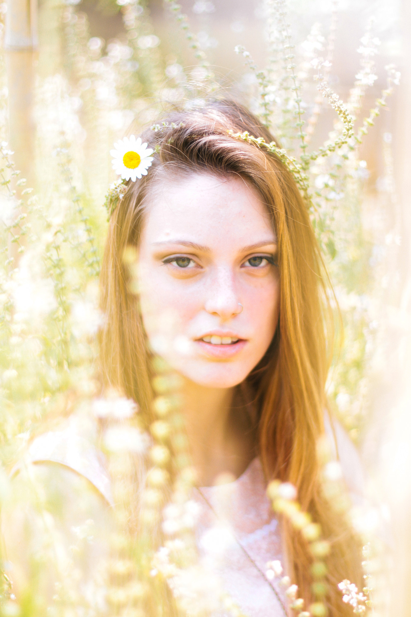 Lavender, daisy and sun
