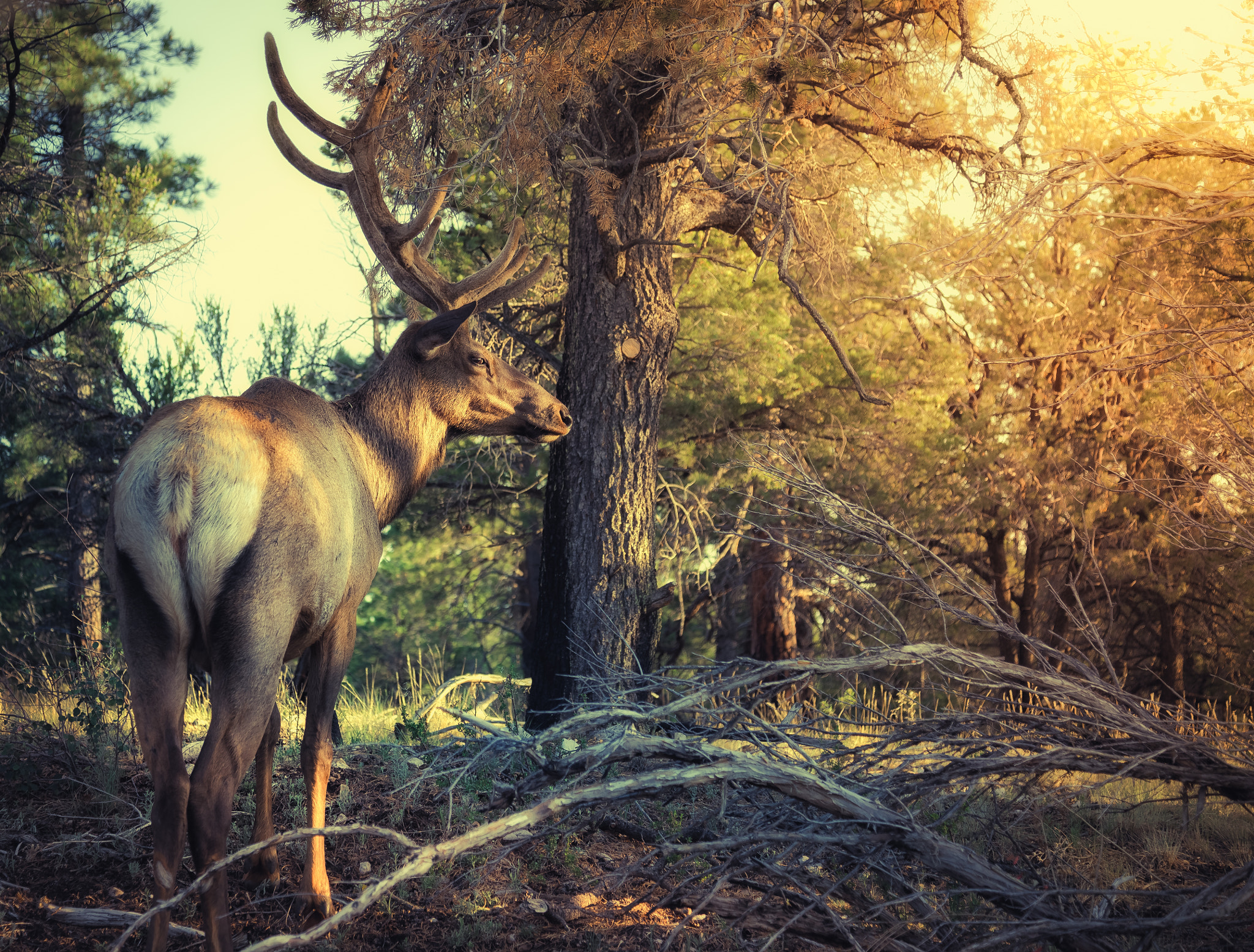 Elk in the Forest