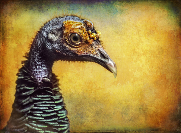 Finer Feathered Friends: Occelated Turkey