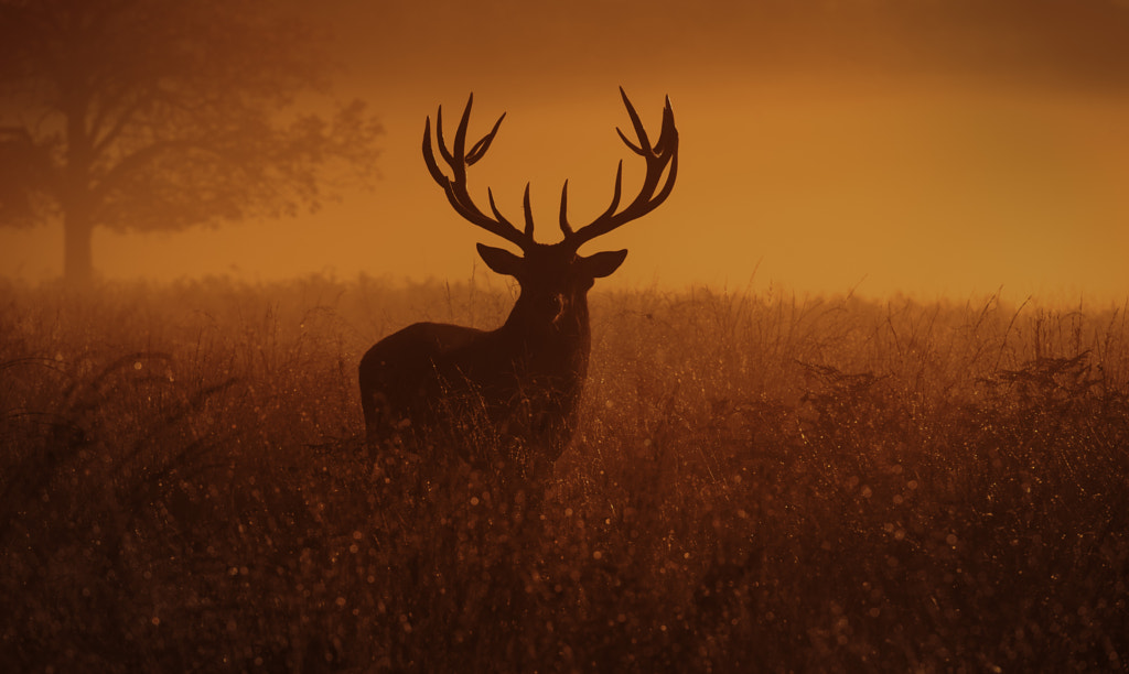 Deer stag! by Inguna Plume on 500px.com