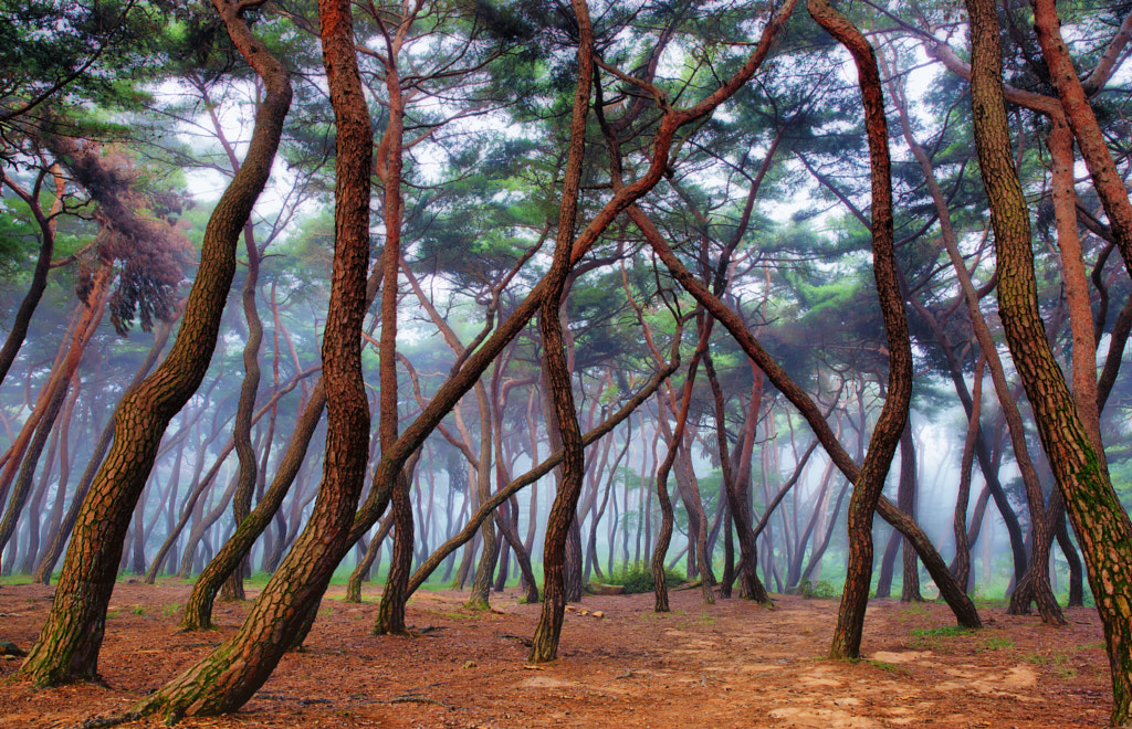 Mist forest by SEO  on 500px.com