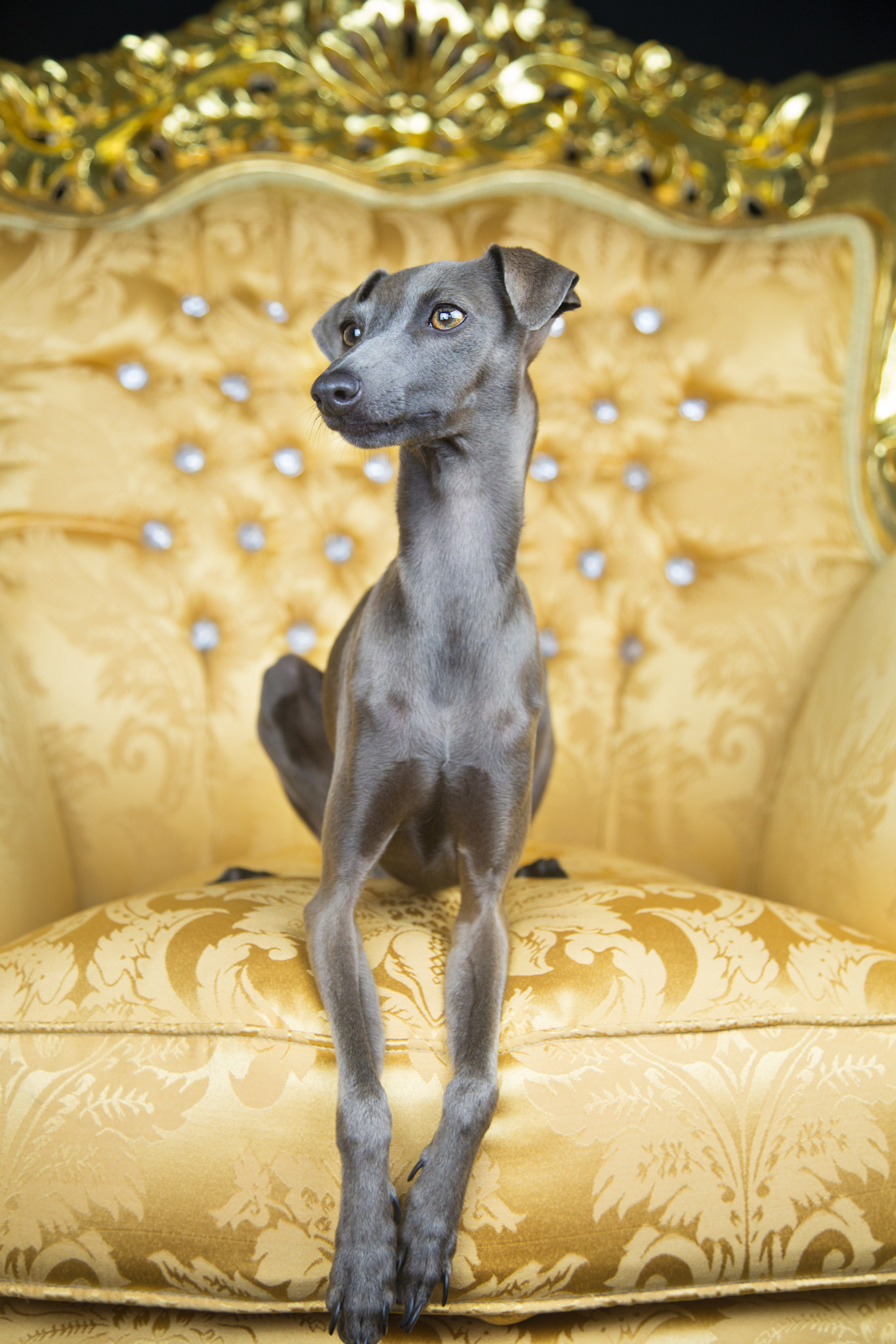 gold italian greyhound