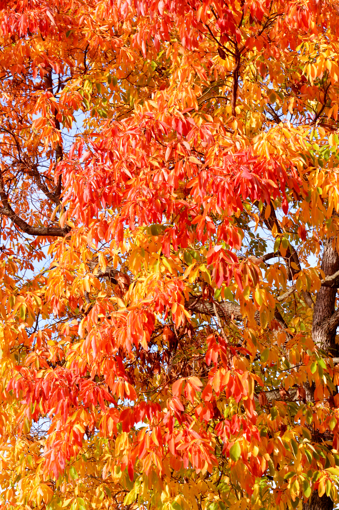 ONE TREE AND SO MANY COLORS
