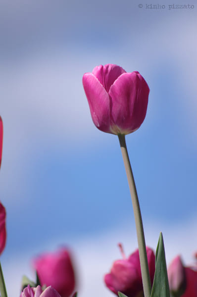 Tulip