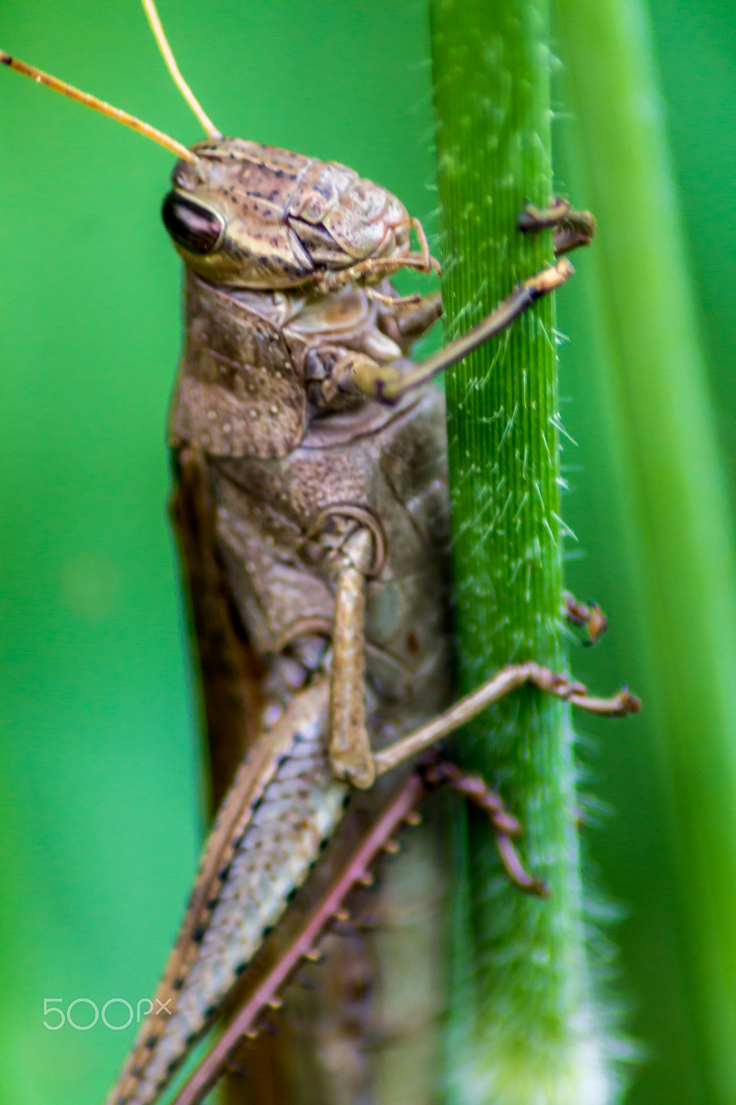 Canon EOS 1100D (EOS Rebel T3 / EOS Kiss X50) sample photo. The grasshopper photography