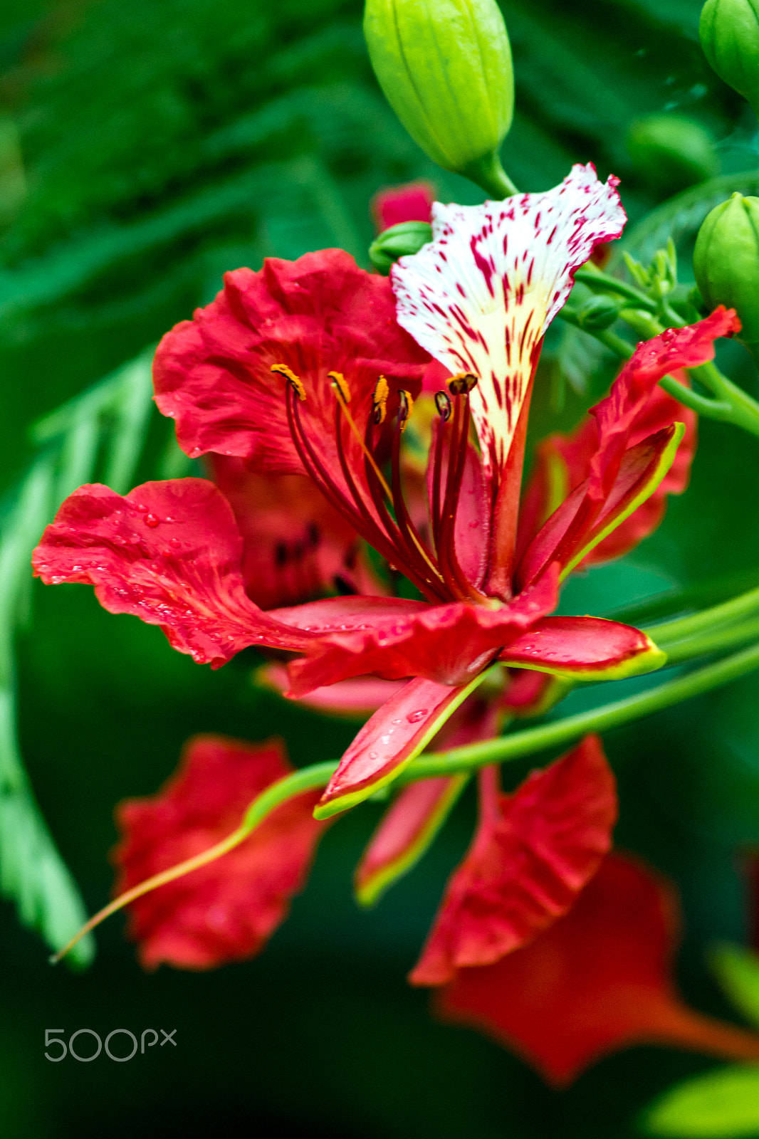 Canon EOS 1100D (EOS Rebel T3 / EOS Kiss X50) sample photo. Red red flower photography