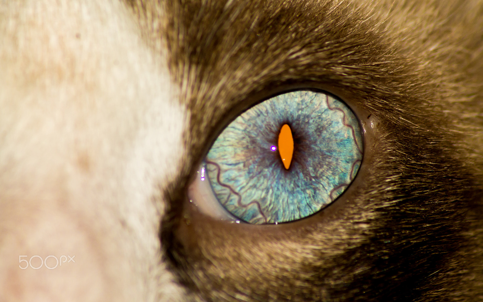 Canon EOS 1100D (EOS Rebel T3 / EOS Kiss X50) sample photo. The cat with blue eyes photography