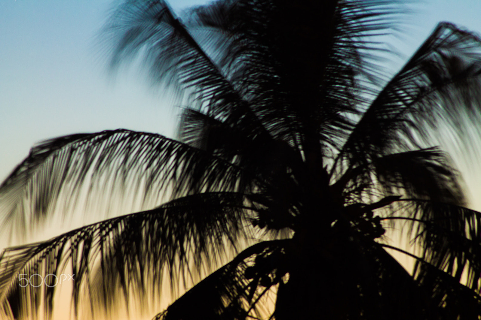Canon EOS 1100D (EOS Rebel T3 / EOS Kiss X50) sample photo. Colored coconut palm photography
