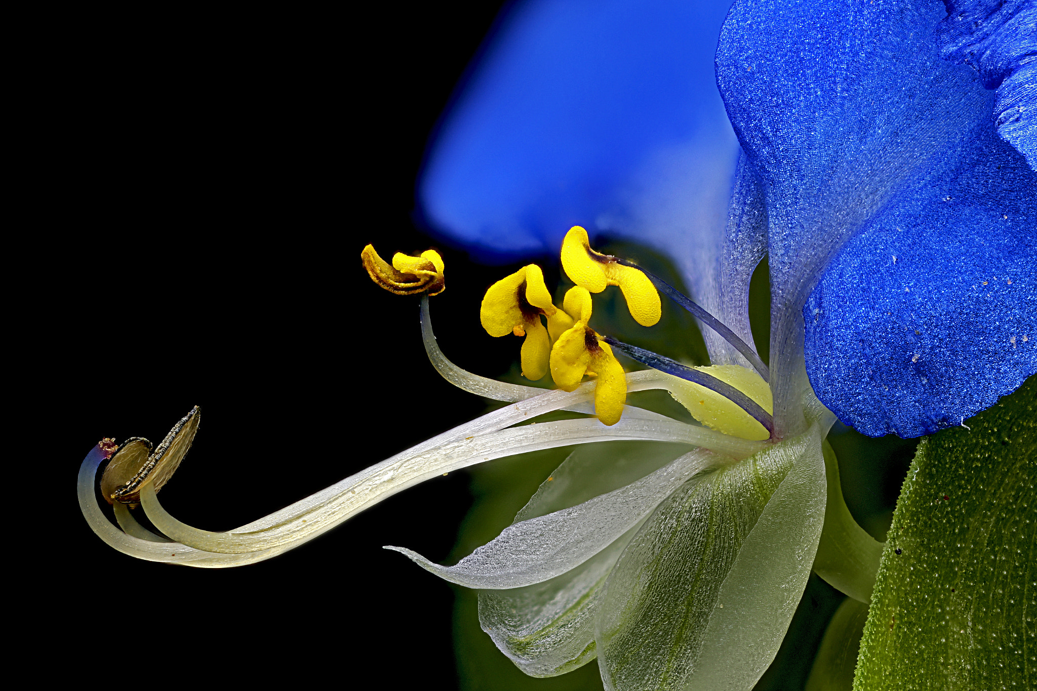 Asiatic Dayflower