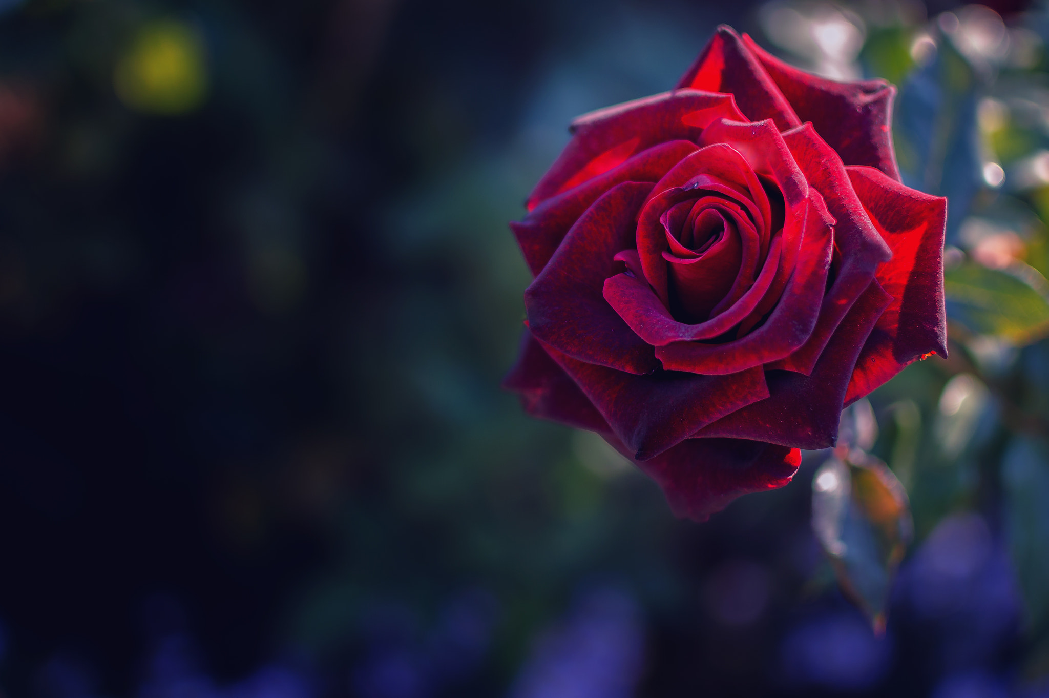 Red Rose