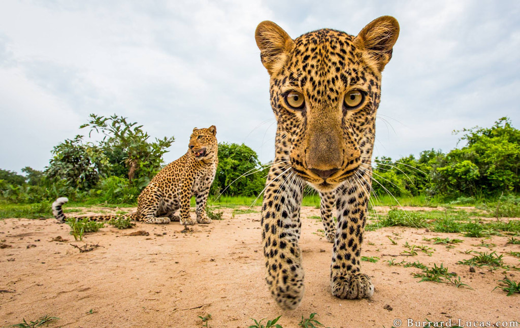 Playful Leopard Cub by Will Burrard-Lucas on 500px.com