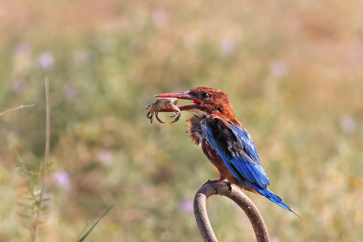 Something delicious..