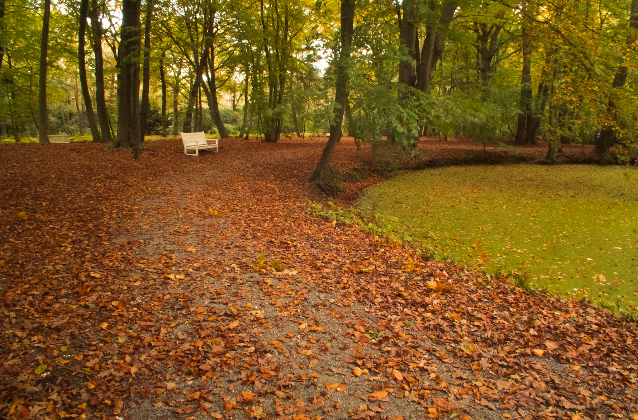 Just sit and enjoy autumn