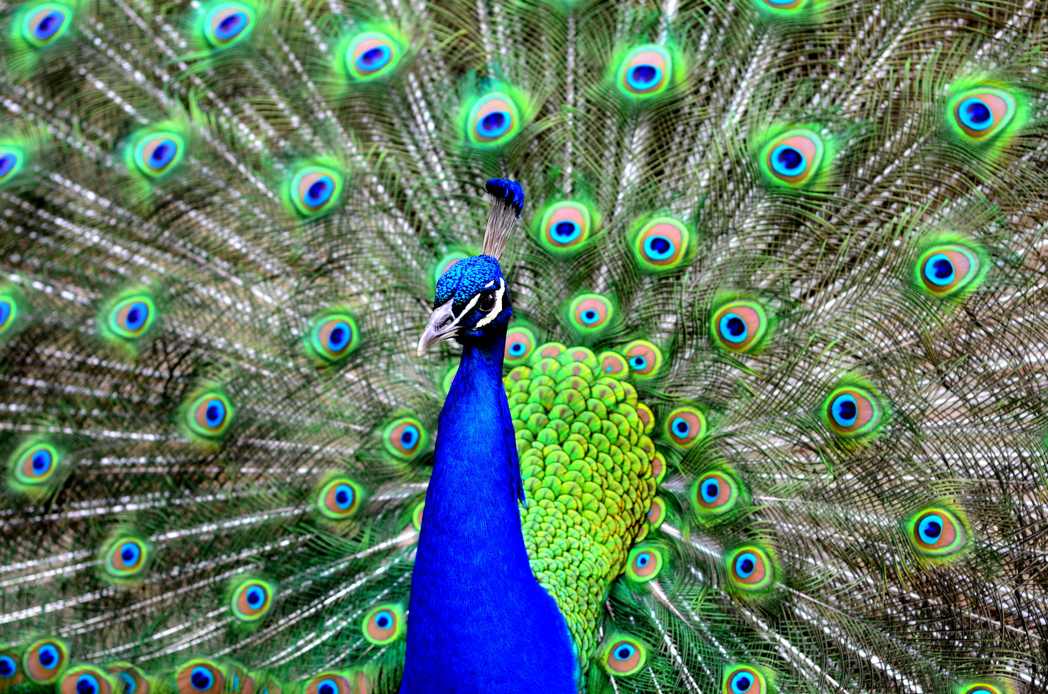 Nikon AF Nikkor 50mm F1.8D sample photo. Peacock dancing photography