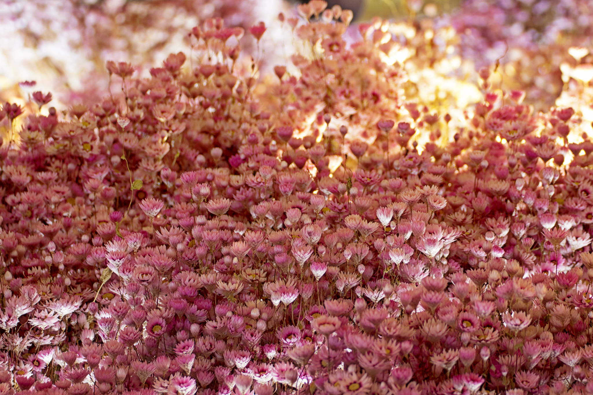 Flowers and bokeh