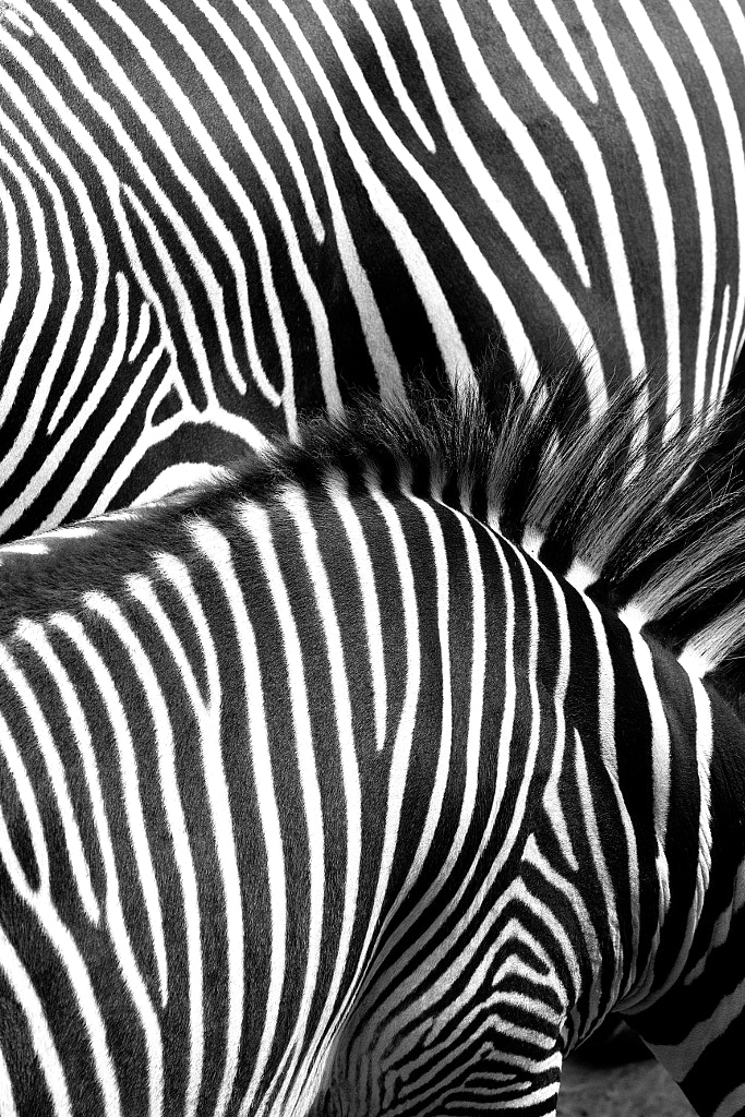 Zebra by Christian Morgenstern on 500px.com