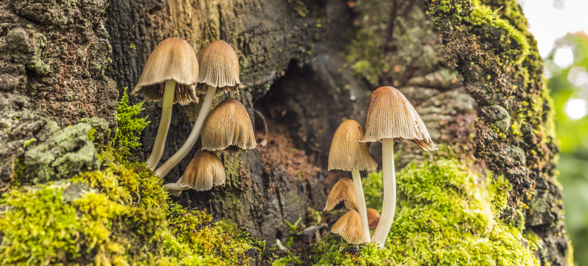 Fungi at 10,000 feet