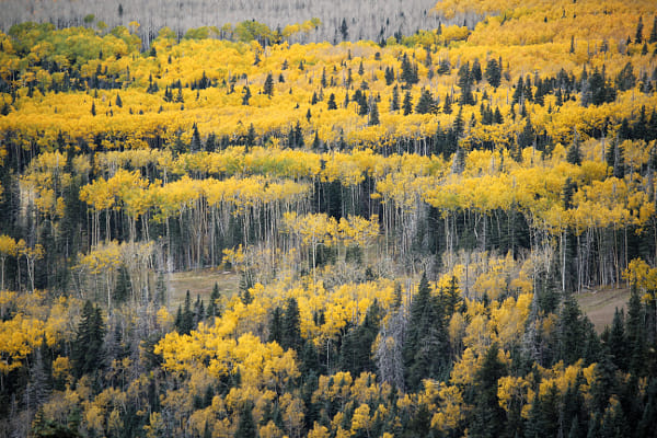 Aspen Colors by Toby Bearden on 500px.com