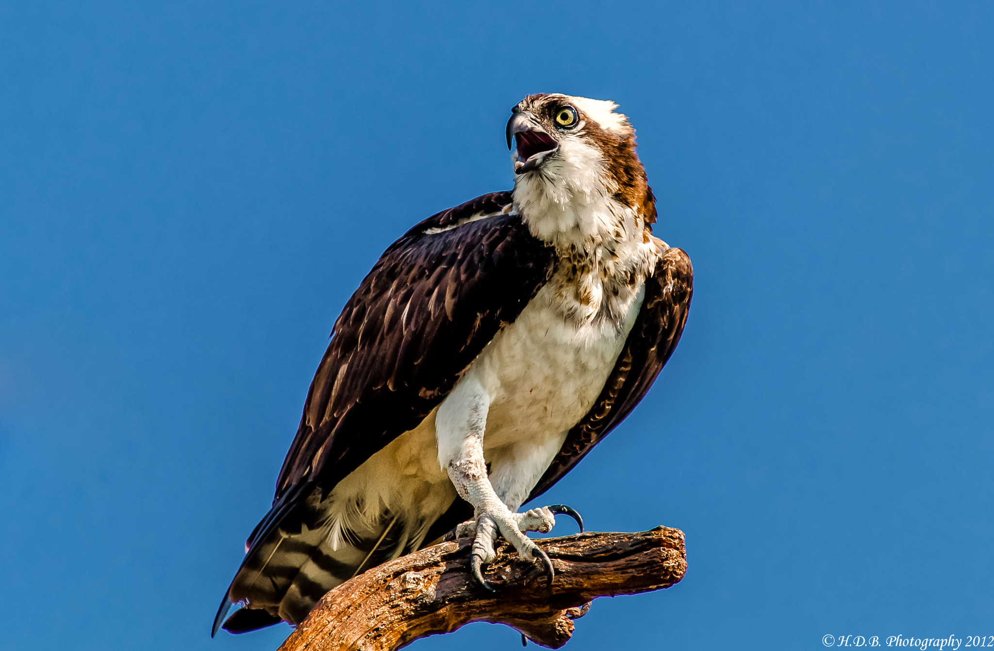 Female Osprey by Harold Begun - Photo 8762584 / 500px