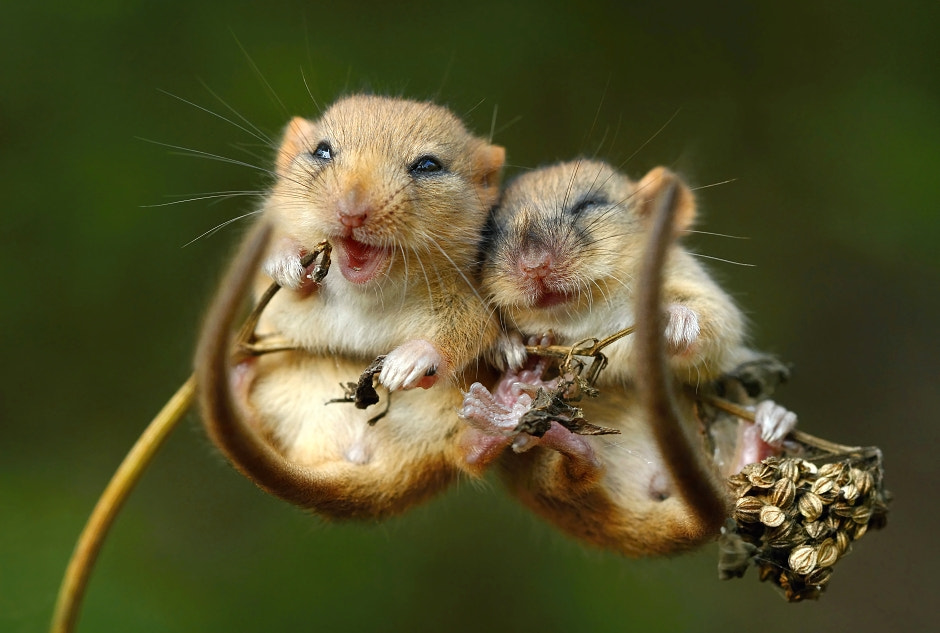 Little sleepers by Miroslav Hlavko on 500px.com