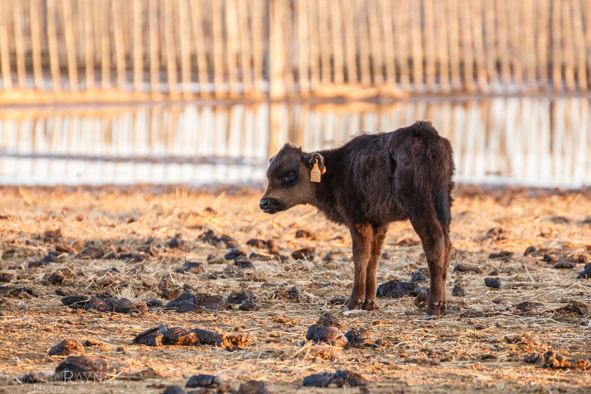 Romain Raynal Romainraynal Profile 500px