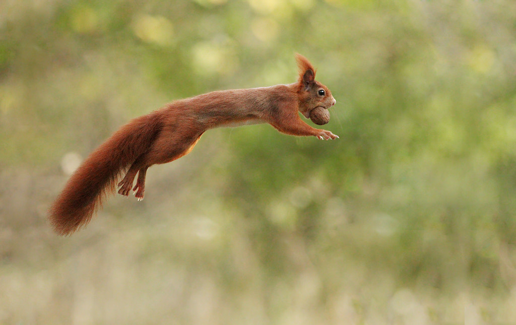 Got the Nut! by Julian Rad on 500px.com