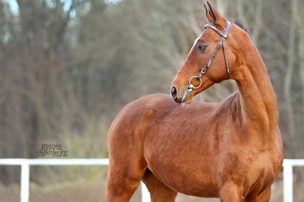 Akhal-Teke horse The Majestic Beauty of the Top 25 Most Beautiful Horses on Planet Earth - Horse Gallop Paddock Galloping Running 