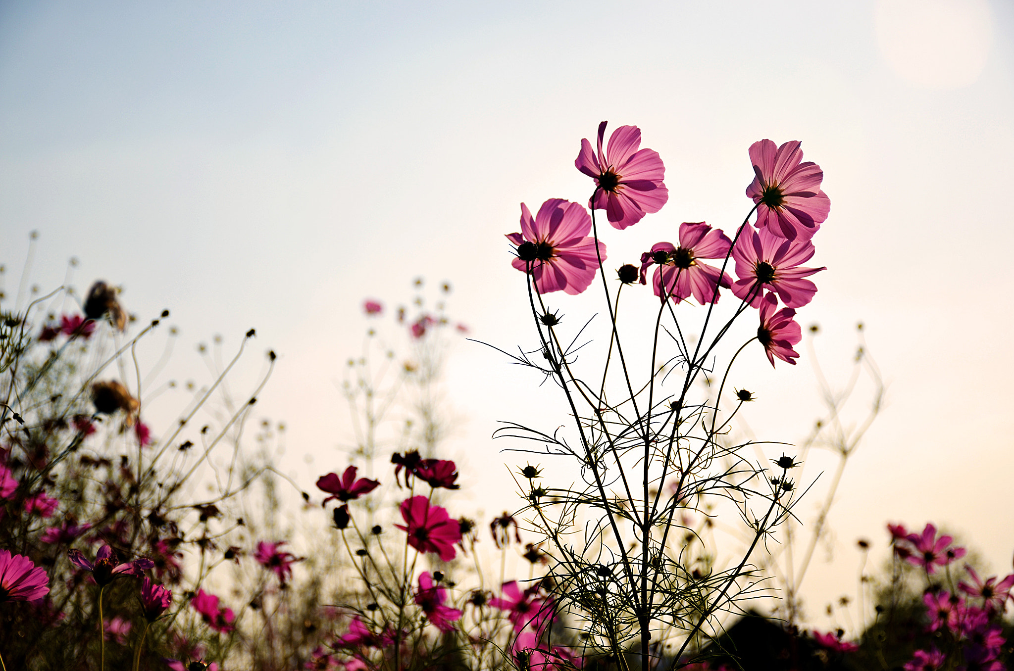 格桑花 by Phenix Wong / 500px