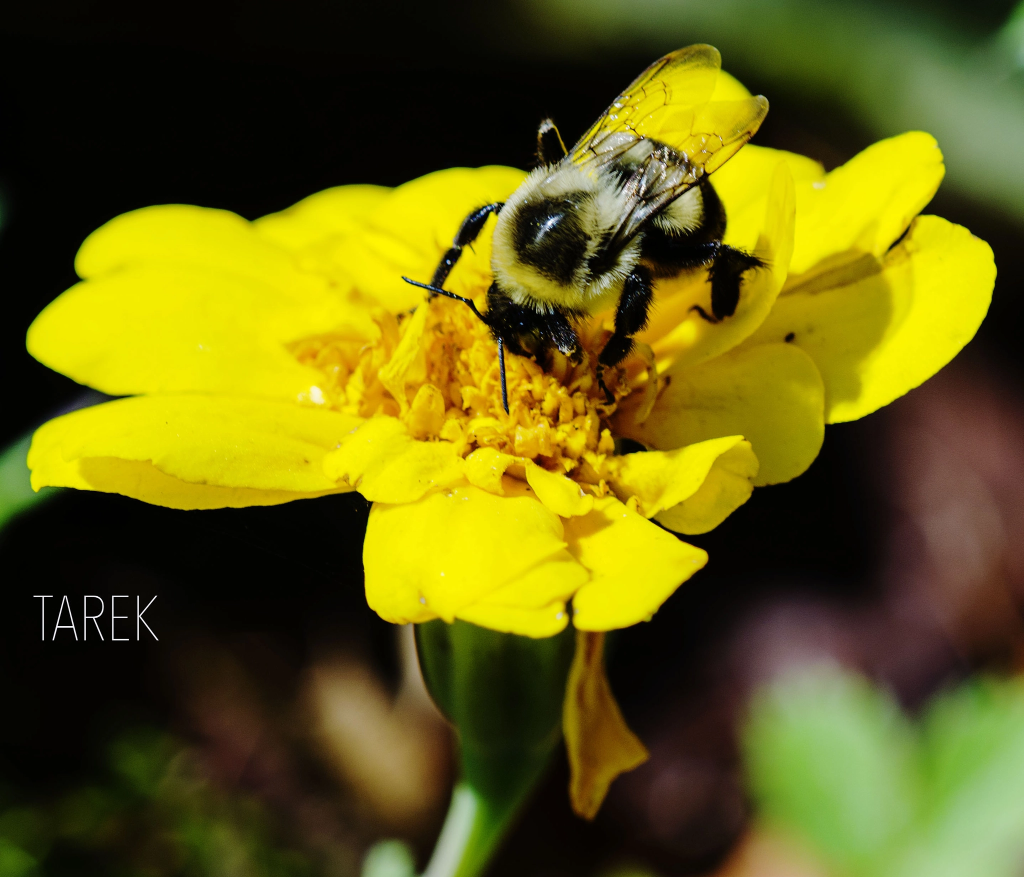 Bee In Sunlight by Tarek Photo 87846487 / 500px