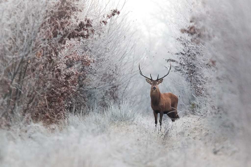 Frozen by Nicolas Le Boulanger on 500px.com