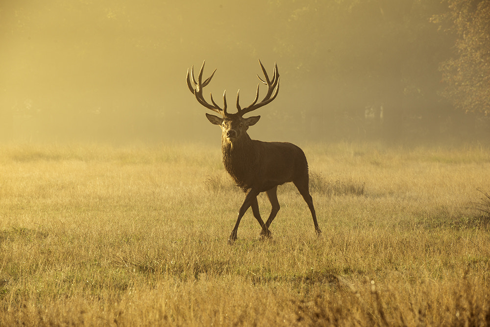 Red deer stag! by Inguna Plume on 500px.com